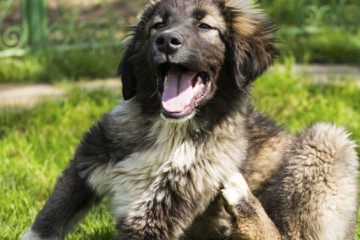 Flea Management Program