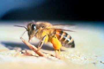 Flying Insects