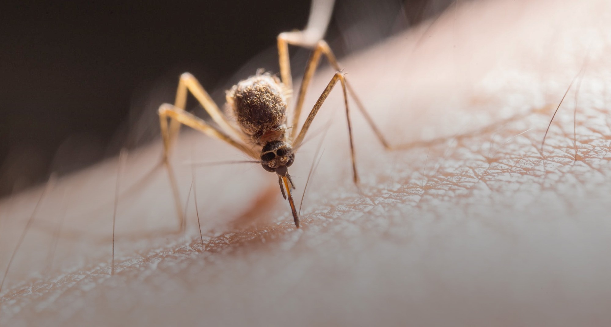 Closeup of mosquito on a human arm