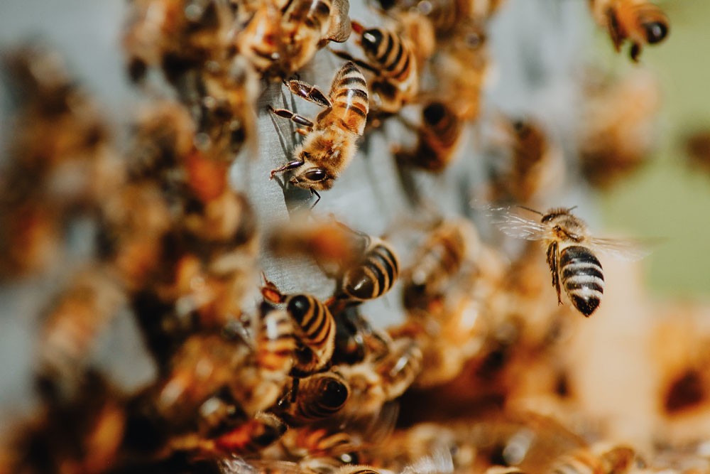 Swarm of honey bees | bee control wasp control largo fl