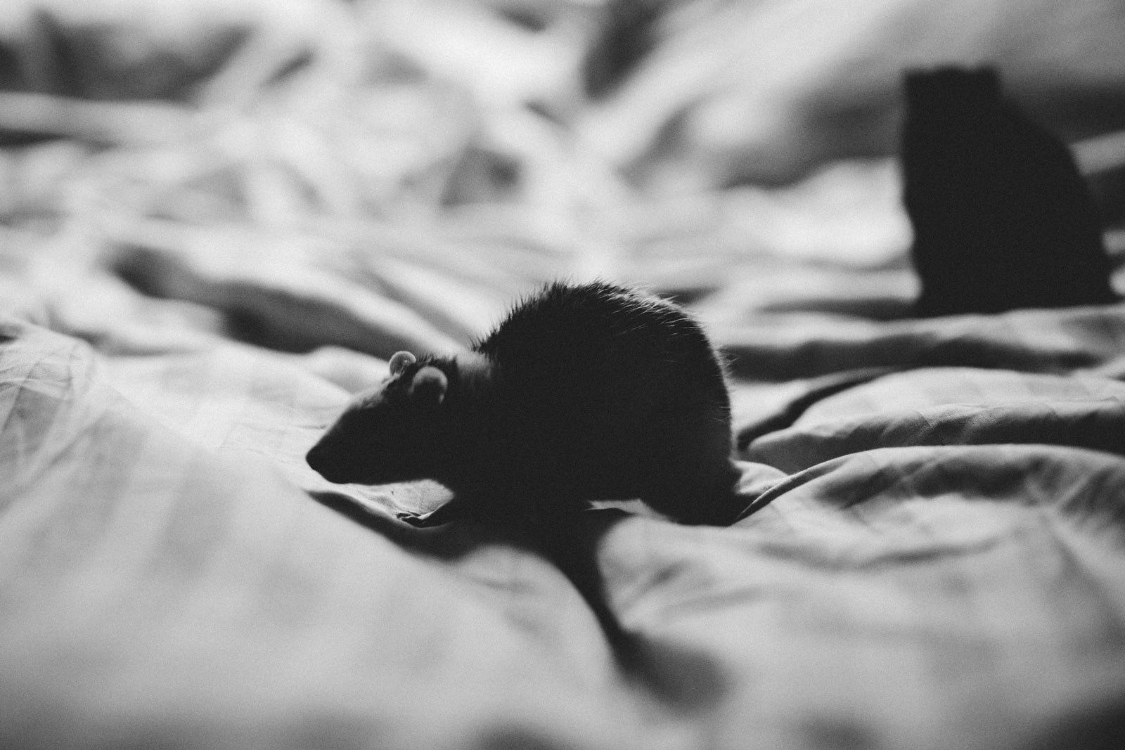 Black and white image of rats on a bed | rodent control largo fl