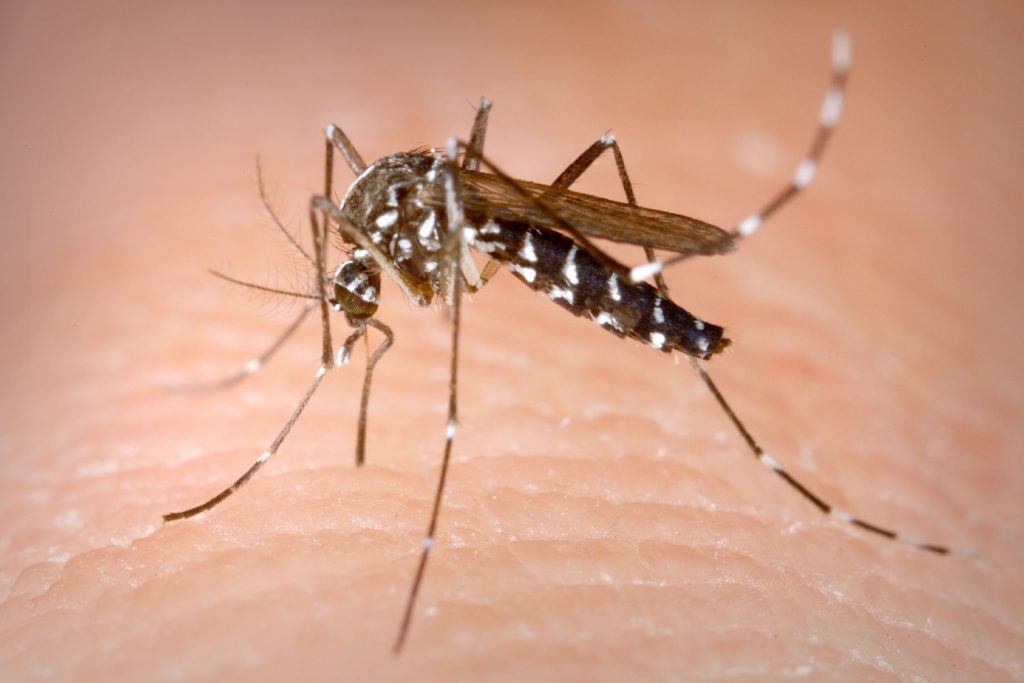 Close-up image of mosquito biting someone's arm.