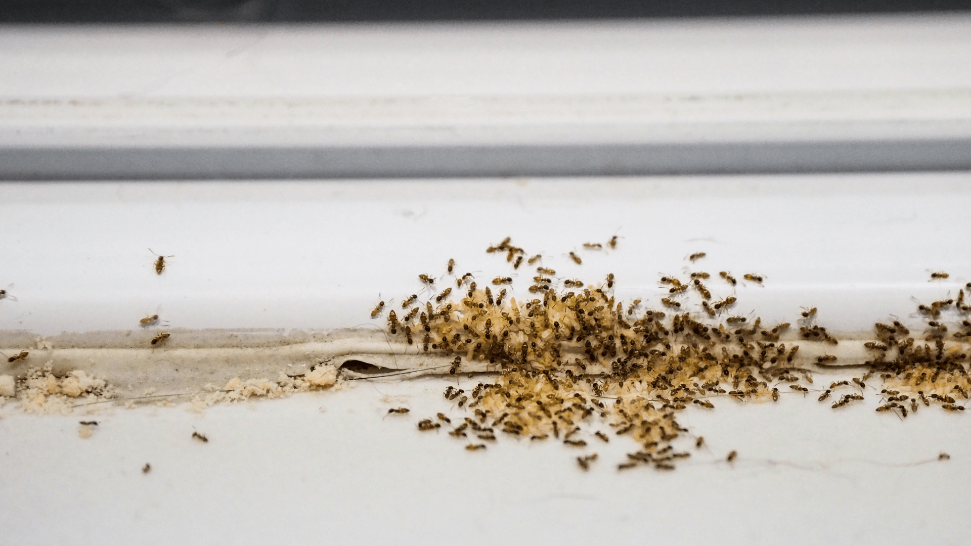 Ant Prevention: These ants are found eating food near a baseboard, don't let this be you.