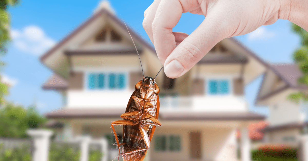 Cockroach in being held up in front of home showing the need for household pest control